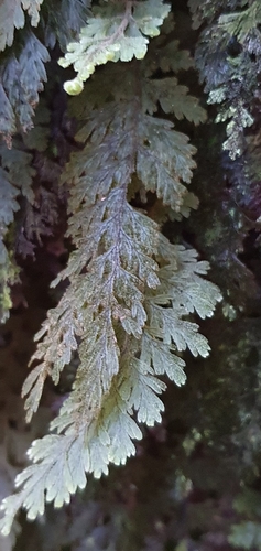 Hymenophyllum frankliniae (Hymenophyllum frankliniae)
