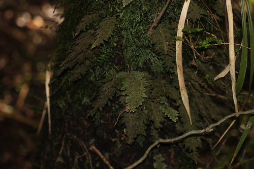 Hymenophyllum frankliniae (Hymenophyllum frankliniae)