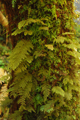 Hymenophyllum frankliniae (Hymenophyllum frankliniae)
