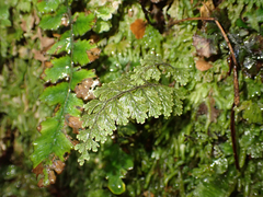 Hymenophyllum frankliniae (Hymenophyllum frankliniae)