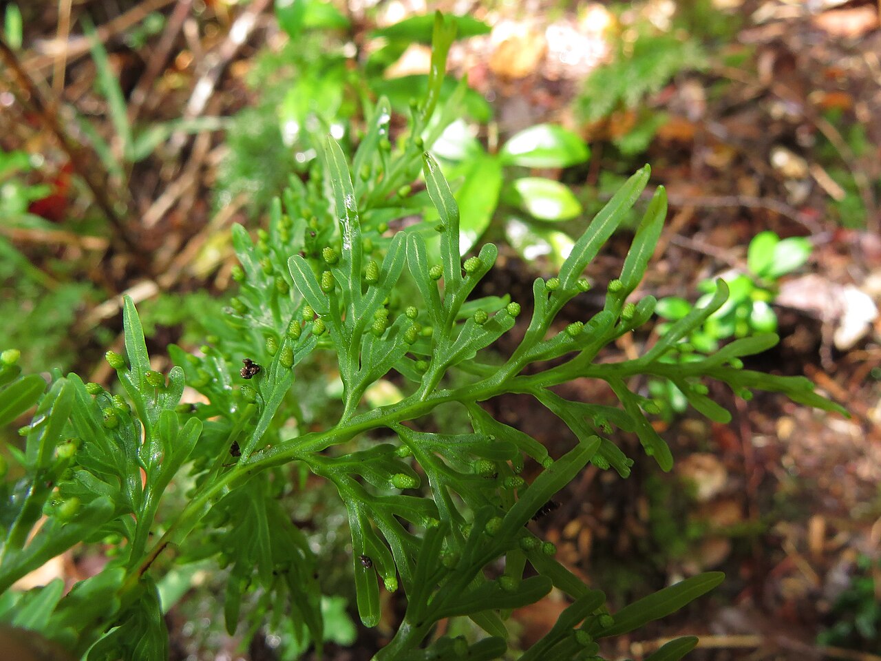Hymenophyllum fuciforme: Hymenophyllum fuciforme. Species of plant.