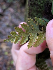 Hymenophyllum hirtellum (Hymenophyllum hirtellum)