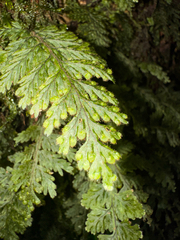 Hymenophyllum hirtellum (Hymenophyllum hirtellum)