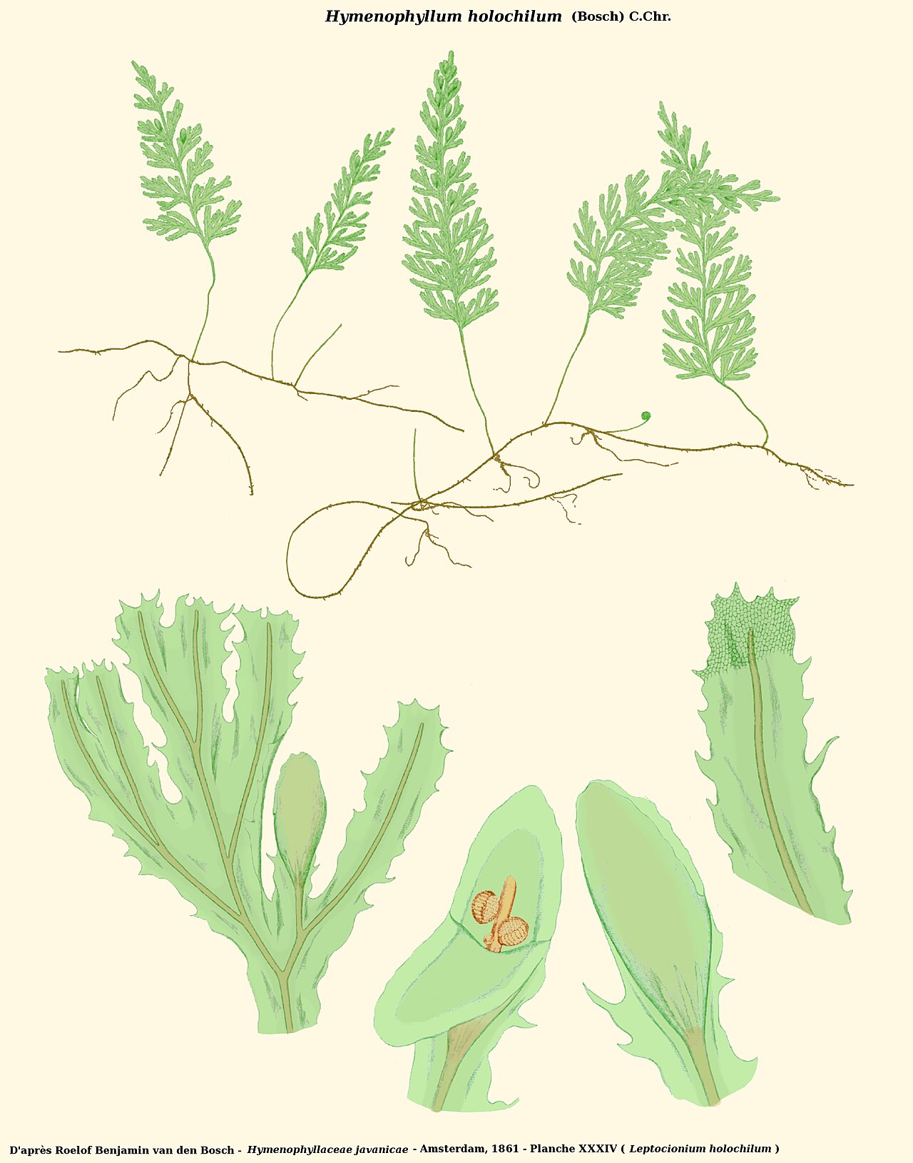 Hymenophyllum holochilum: Hymenophyllum holochilum - D'après Roelof Benjamin van den Bosch - Hymenophyllaceae javanicae - Amsterdam, 1866 - planche XXXIV reprise partiellement sous Gimp