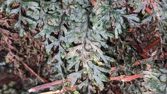 Hymenophyllum holochilum (Hymenophyllum holochilum)
