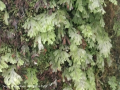 Hymenophyllum holochilum (Hymenophyllum holochilum)