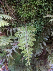Hymenophyllum hygrometricum (Hymenophyllum hygrometricum)