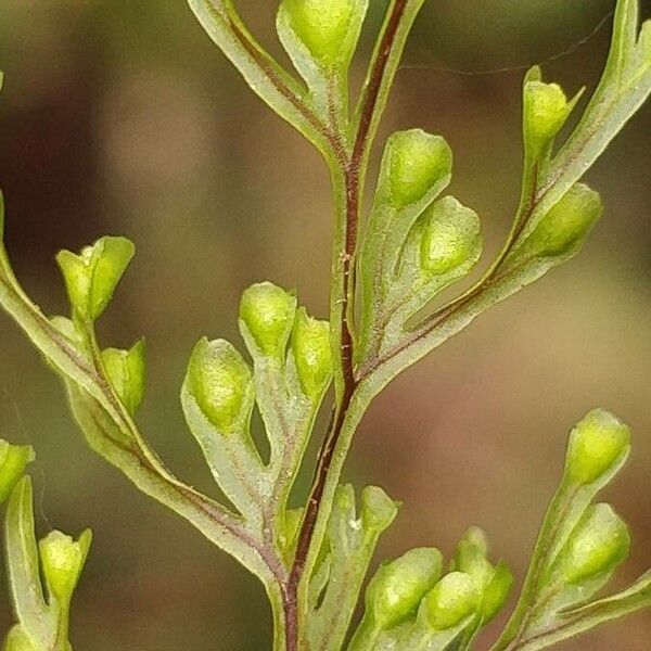 Hymenophyllum inaequale (Hymenophyllum inaequale)