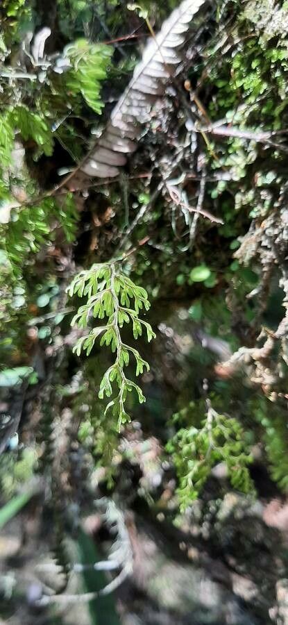 Hymenophyllum inaequale (Hymenophyllum inaequale)
