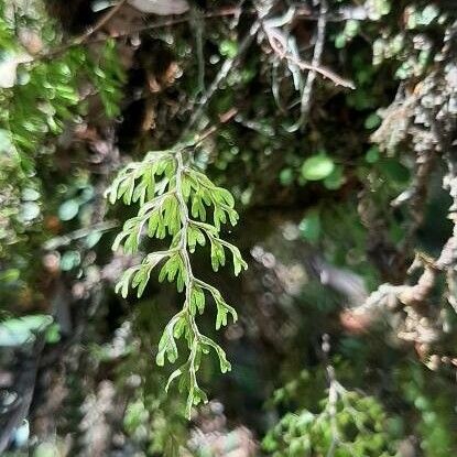 Hymenophyllum inaequale (Hymenophyllum inaequale)