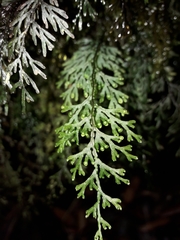 Hymenophyllum javanicum (Hymenophyllum javanicum)