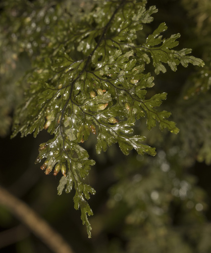 Hymenophyllum krauseanum (Hymenophyllum krauseanum)