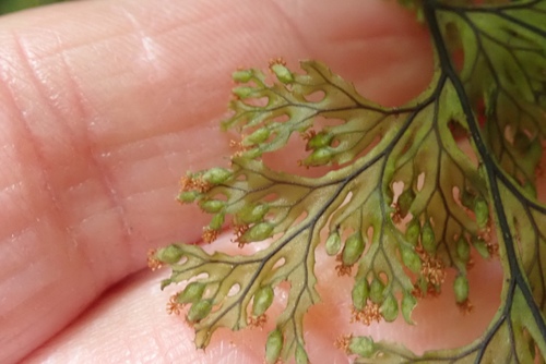 Hymenophyllum krauseanum (Hymenophyllum krauseanum)