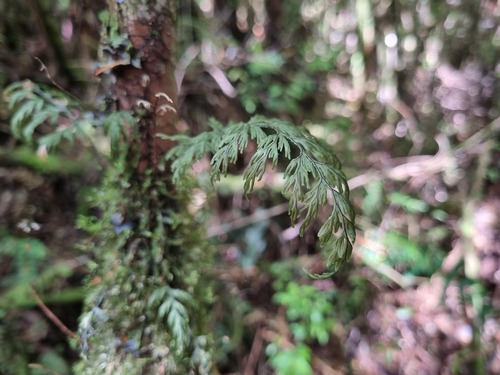 Hymenophyllum krauseanum (Hymenophyllum krauseanum)