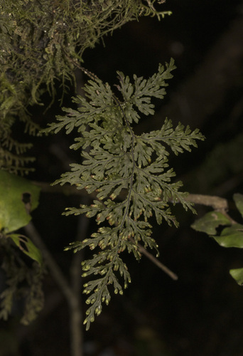 Hymenophyllum krauseanum (Hymenophyllum krauseanum)