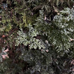 Hymenophyllum krauseanum (Hymenophyllum krauseanum)