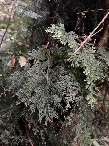 Hymenophyllum krauseanum (Hymenophyllum krauseanum)
