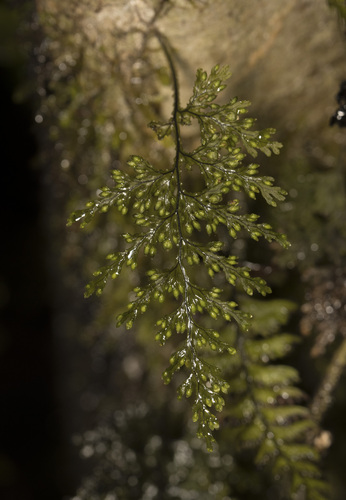 Hymenophyllum krauseanum (Hymenophyllum krauseanum)