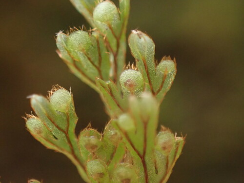Palaihinahina (Hymenophyllum lanceolatum)