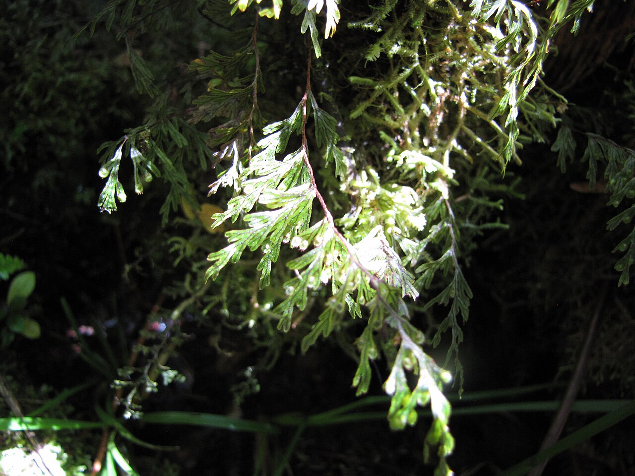 Palaihinahina: Hymenophyllum lanceolatum (Palai hinahina) Frond at Hanaula, Maui, Hawaii. September 29, 2011 #110929-9955 Image Use Policy Also known as Sphaerocionium lanceol