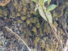 Palaihinahina (Hymenophyllum lanceolatum)