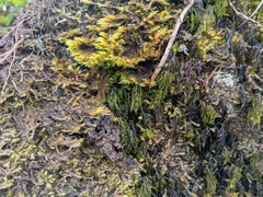 Palaihinahina (Hymenophyllum lanceolatum)