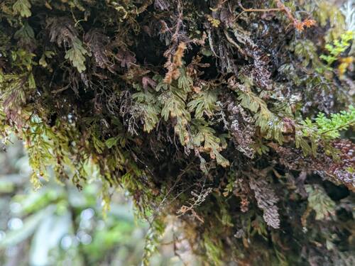 Palaihinahina (Hymenophyllum lanceolatum)
