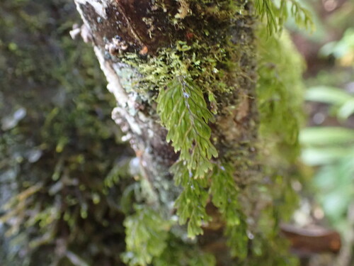 Palaihinahina (Hymenophyllum lanceolatum)