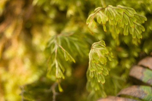 Palaihinahina (Hymenophyllum lanceolatum)
