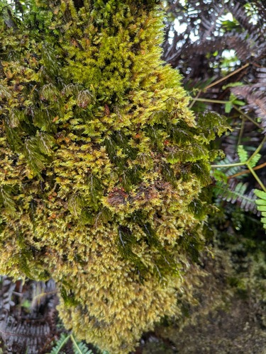 Palaihinahina (Hymenophyllum lanceolatum)