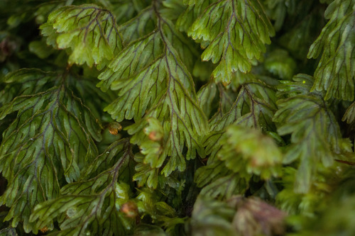 Palaihinahina (Hymenophyllum lanceolatum)