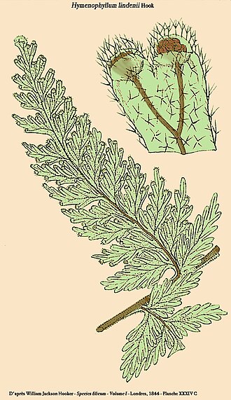 Hymenophyllum lindenii: Hymenophyllum lindenii Hook. - D'après William Jackson Hooker - Species filicum - Volume I - Londres, 1844 - Planche 34 C, reprise par D. Prévôt