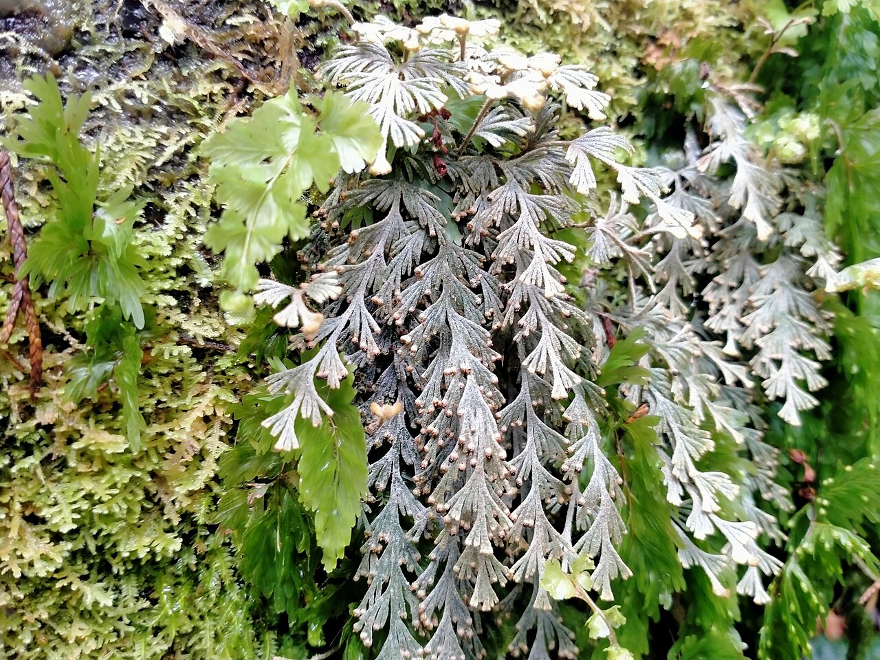 Hymenophyllum malingii: Hymenophyllum malingii. Species of plant.