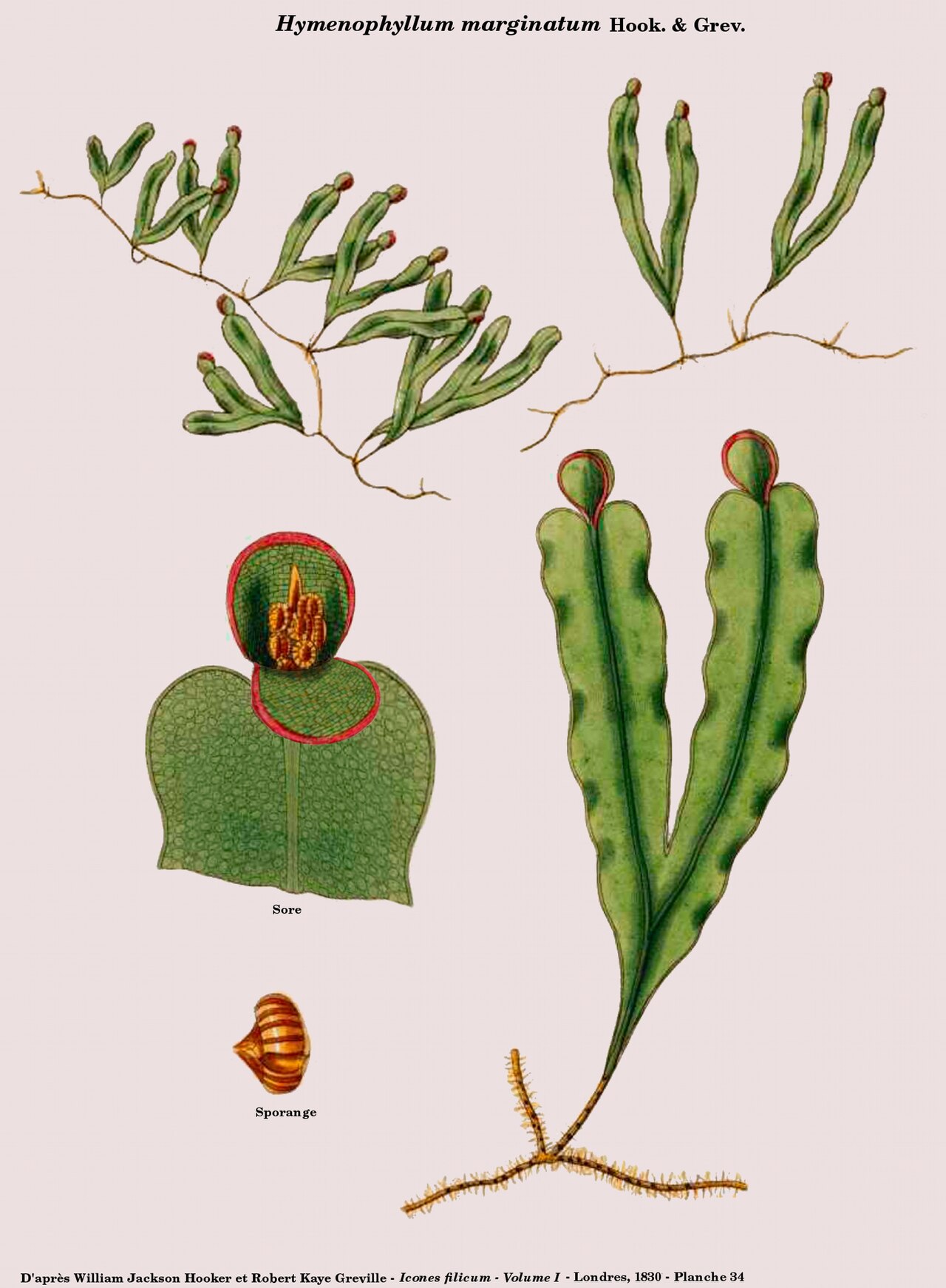 Hymenophyllum marginatum: Hymenophyllum marginatum Hook. & Grev. - D'après William Jackson Hooker et Robert Kaye Greville - Icones filicum - Volume I - Londres, 1830 - Planche 34 reprise