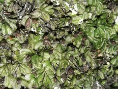 Hymenophyllum minimum (Hymenophyllum minimum)