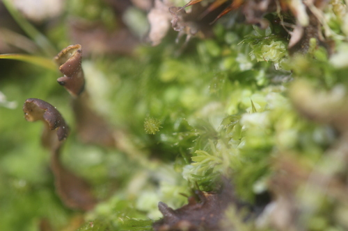 Hymenophyllum minimum (Hymenophyllum minimum)