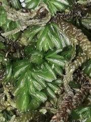 Hymenophyllum minimum (Hymenophyllum minimum)