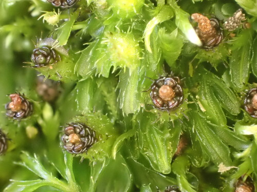 Hymenophyllum minimum (Hymenophyllum minimum)