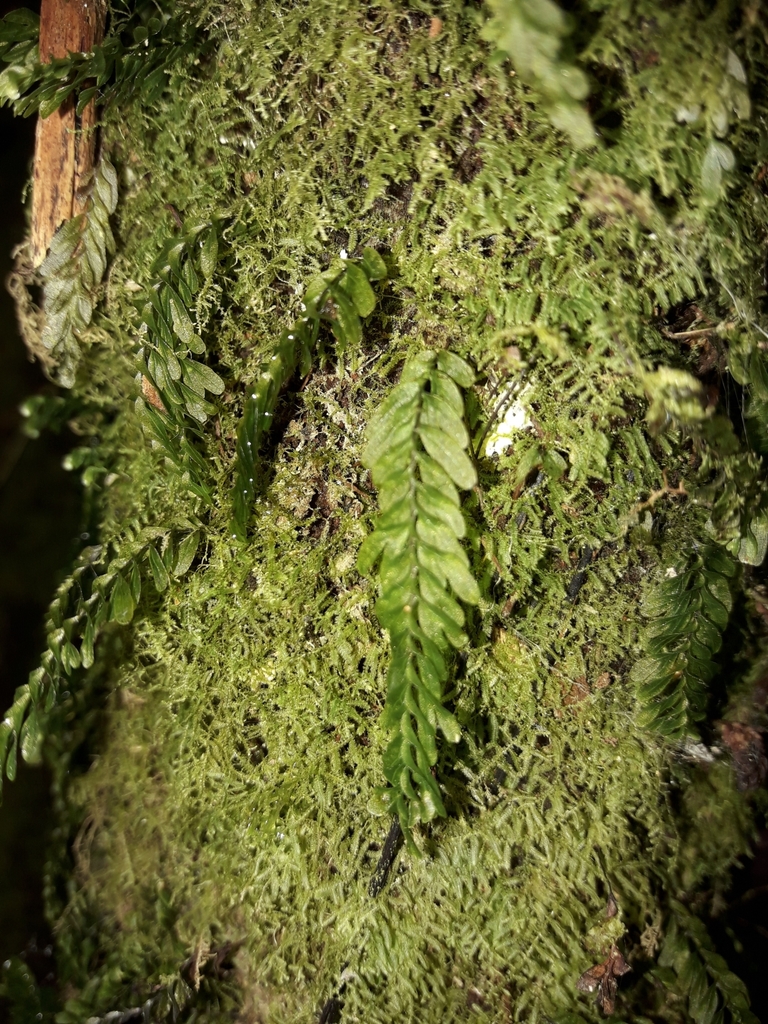 Hymenophyllum mnioides (Hymenophyllum mnioides)
