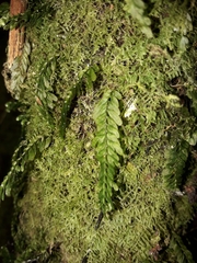 Hymenophyllum mnioides (Hymenophyllum mnioides)