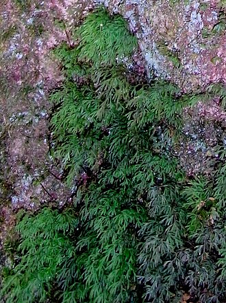 Hymenophyllum multifidum: Hymenophyllum howense on Elaeocarpus costatus, Lord Howe Island