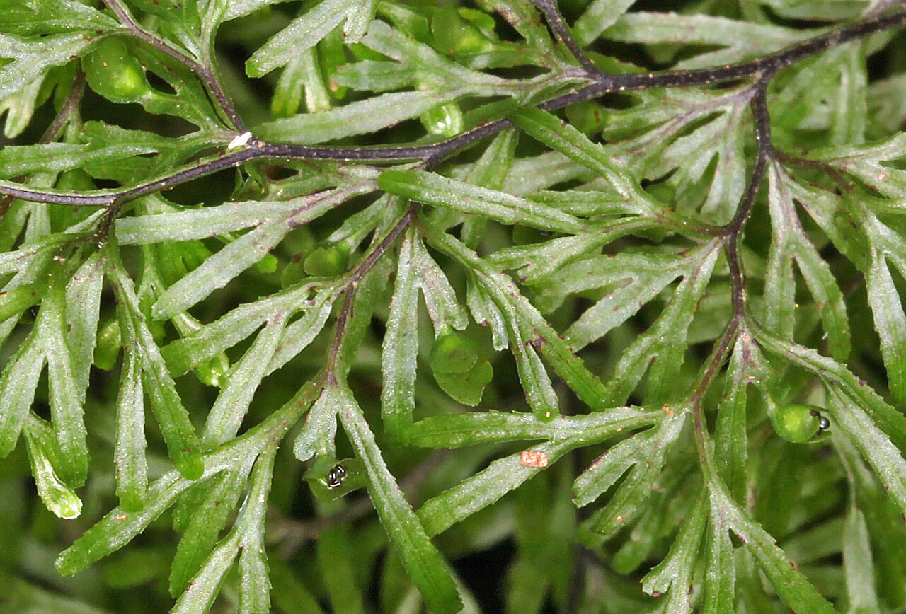 Hymenophyllum multifidum: Hymenophyllum howense . This Lord Howe endemic filmy fern is a common epiphyte on the Mount Gower plateau, but is confined to the upper parts of Mount Gower and