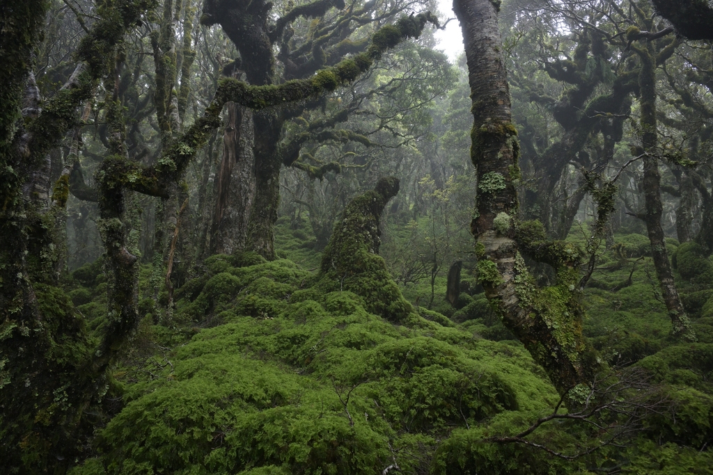 Hymenophyllum multifidum (Hymenophyllum multifidum)