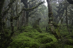 Hymenophyllum multifidum (Hymenophyllum multifidum)