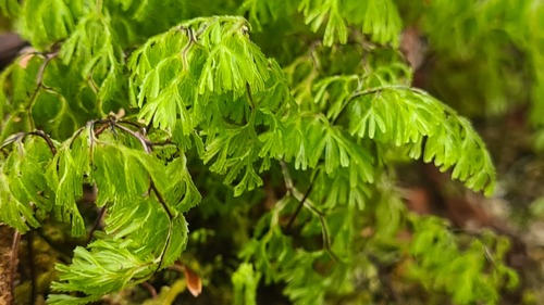 Hymenophyllum multifidum (Hymenophyllum multifidum)
