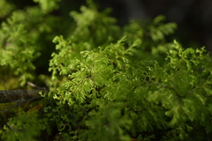 Hymenophyllum multifidum (Hymenophyllum multifidum)