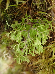 Hymenophyllum multifidum (Hymenophyllum multifidum)