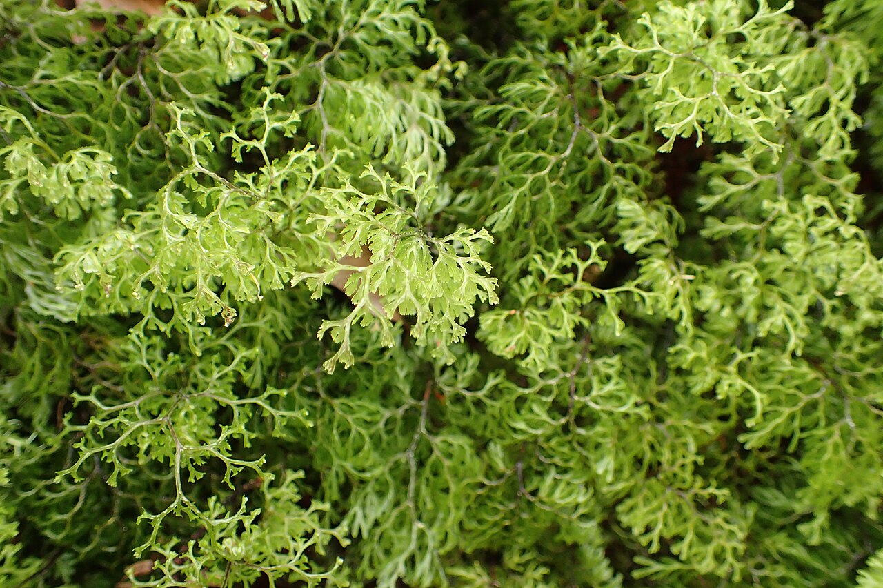 Hymenophyllum multifidum: Hymenophyllum multifidum in Rainbow Mountain Scenic Reserve, by Rotorua