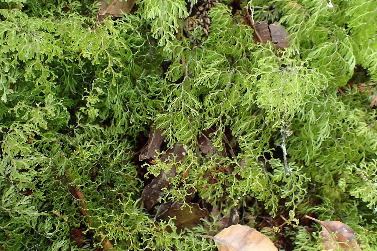 Hymenophyllum multifidum: Hymenophyllum multifidum in Rainbow Mountain Scenic Reserve, by Rotorua