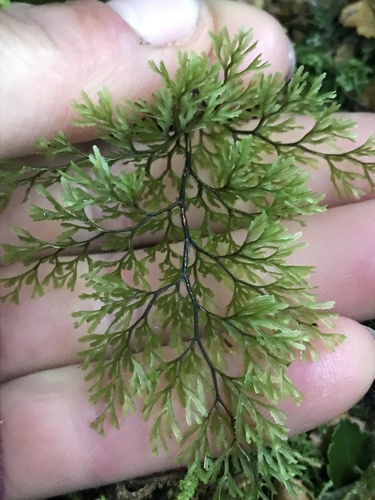 Hymenophyllum multifidum (Hymenophyllum multifidum)